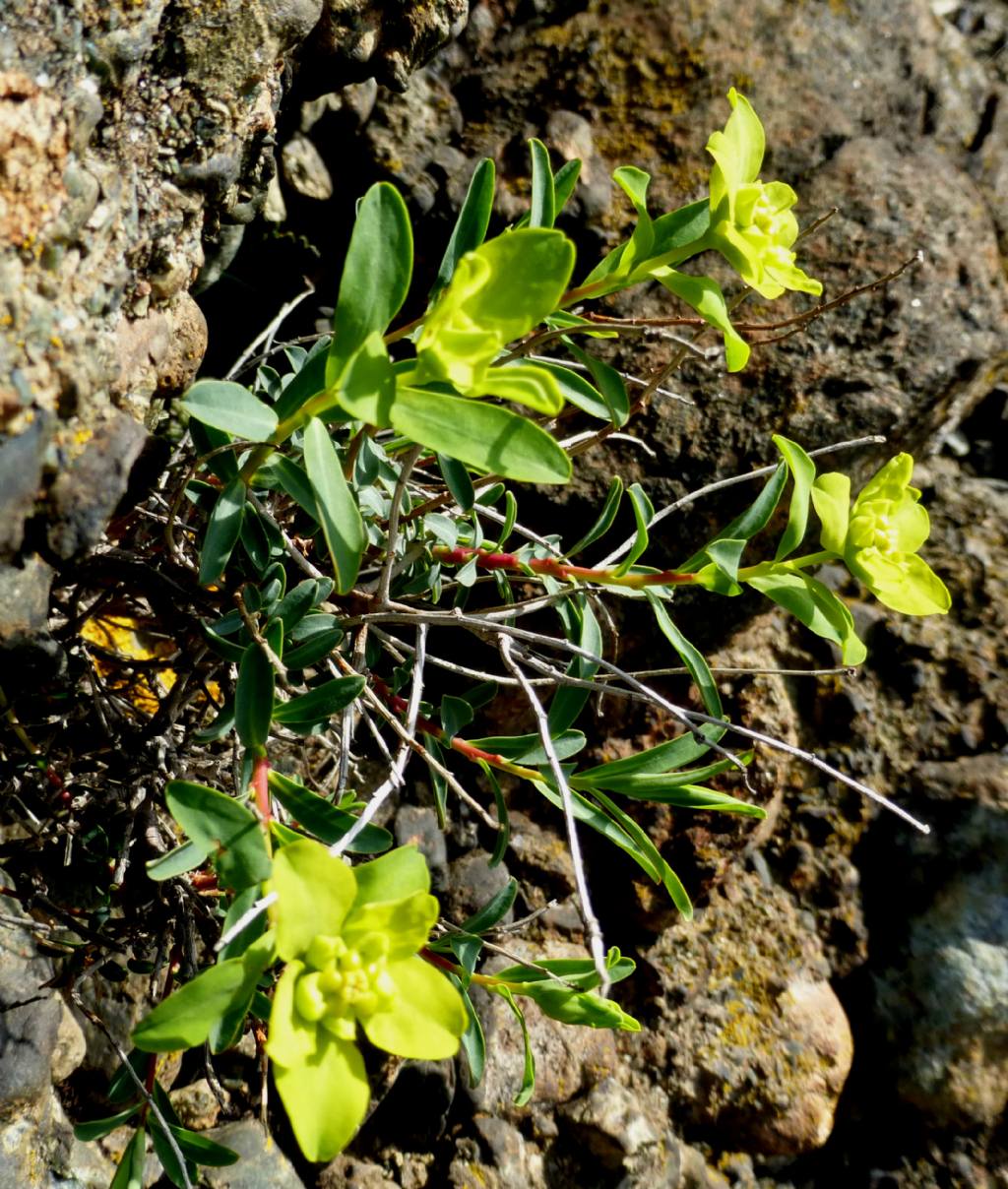 Euphorbia spinosa ssp. ligustica